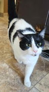 adoptable Cat in sprakers, NY named Tuna