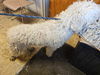 adoptable Dog in sprakers, NY named Ruby