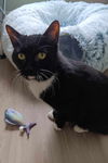 adoptable Cat in sprakers, NY named Obsidian