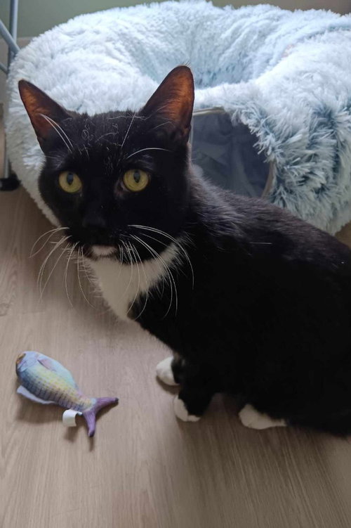 OBSIDIAN - Domestic Short Hair available for adoption