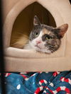 adoptable Cat in sprakers, NY named Willow