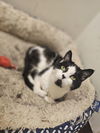 adoptable Cat in Sprakers, NY named Angel