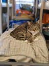 adoptable Cat in sprakers, NY named Sunny