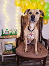 adoptable Dog in sprakers, NY named Molly