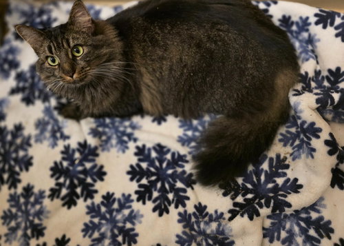 TATIANNA - Domestic Medium Hair available for adoption