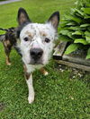 adoptable Dog in Sprakers, NY named Arlo