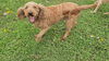 adoptable Dog in sprakers, NY named Macie