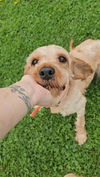 adoptable Dog in sprakers, NY named Rascal