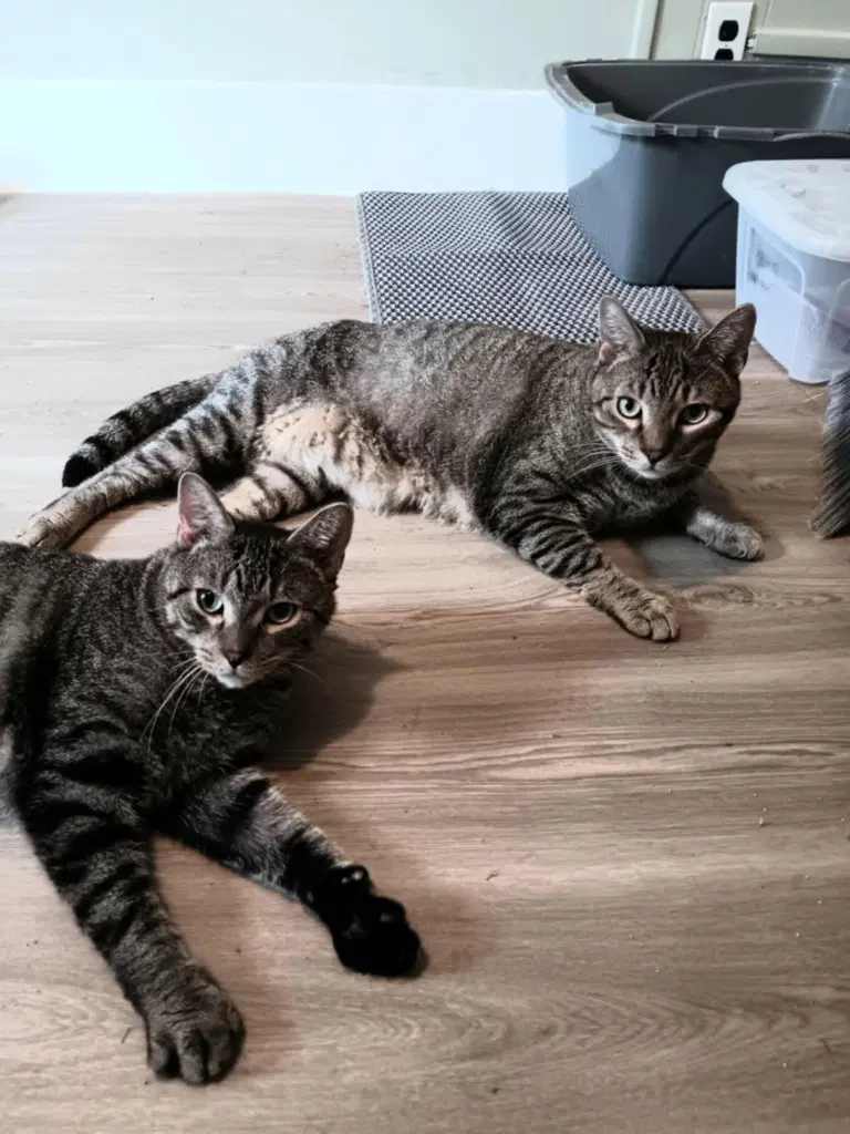 Fred - Domestic Short Hair