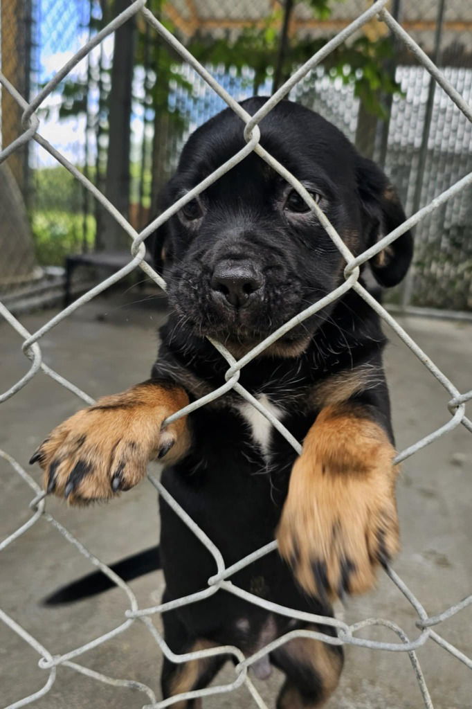 adoptable Dog in Sprakers, NY named Maverick
