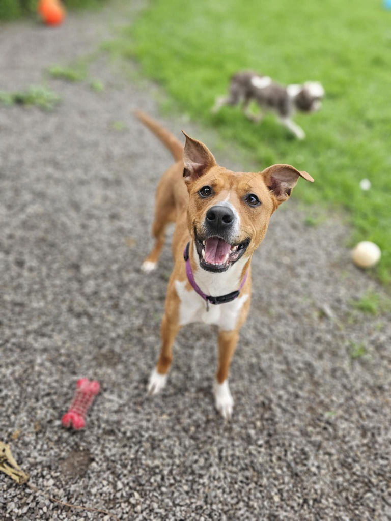adoptable Dog in Sprakers, NY named Raven