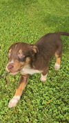 adoptable Dog in  named April