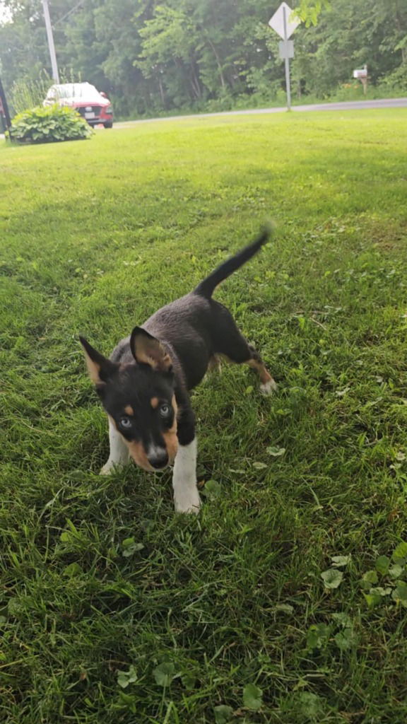 adoptable Dog in Sprakers, NY named Bailey