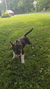 adoptable Dog in  named Bailey