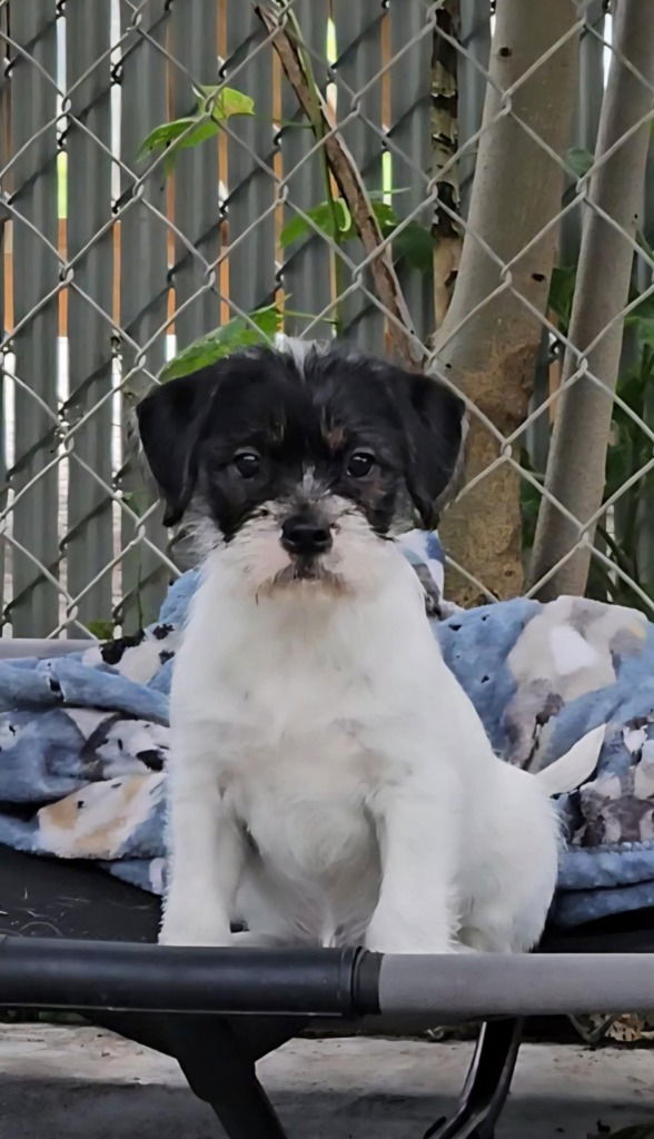 adoptable Dog in Sprakers, NY named Millicent