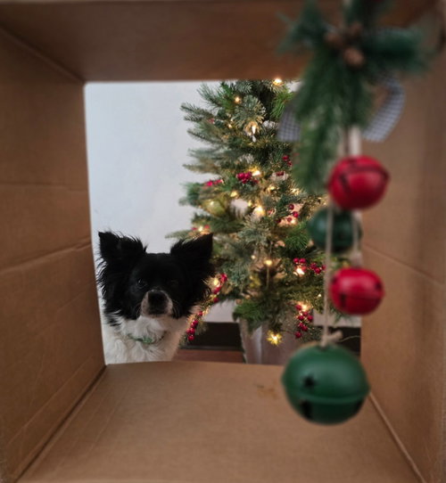 LOUIE - Papillon / Terrier available for adoption