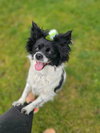Louie - Photo 3