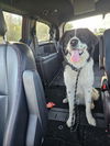adoptable Dog in , NY named Honcho