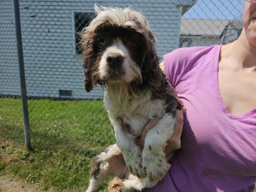 GRANNIE - Cocker Spaniel available for adoption
