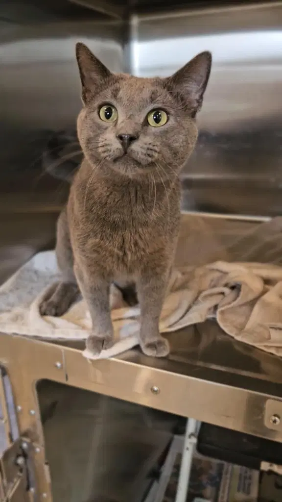 Benji - Domestic Short Hair