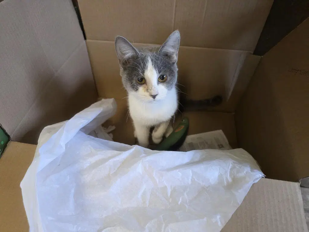 Avril - Domestic Short Hair