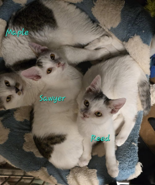 REED - Domestic Short Hair available for adoption