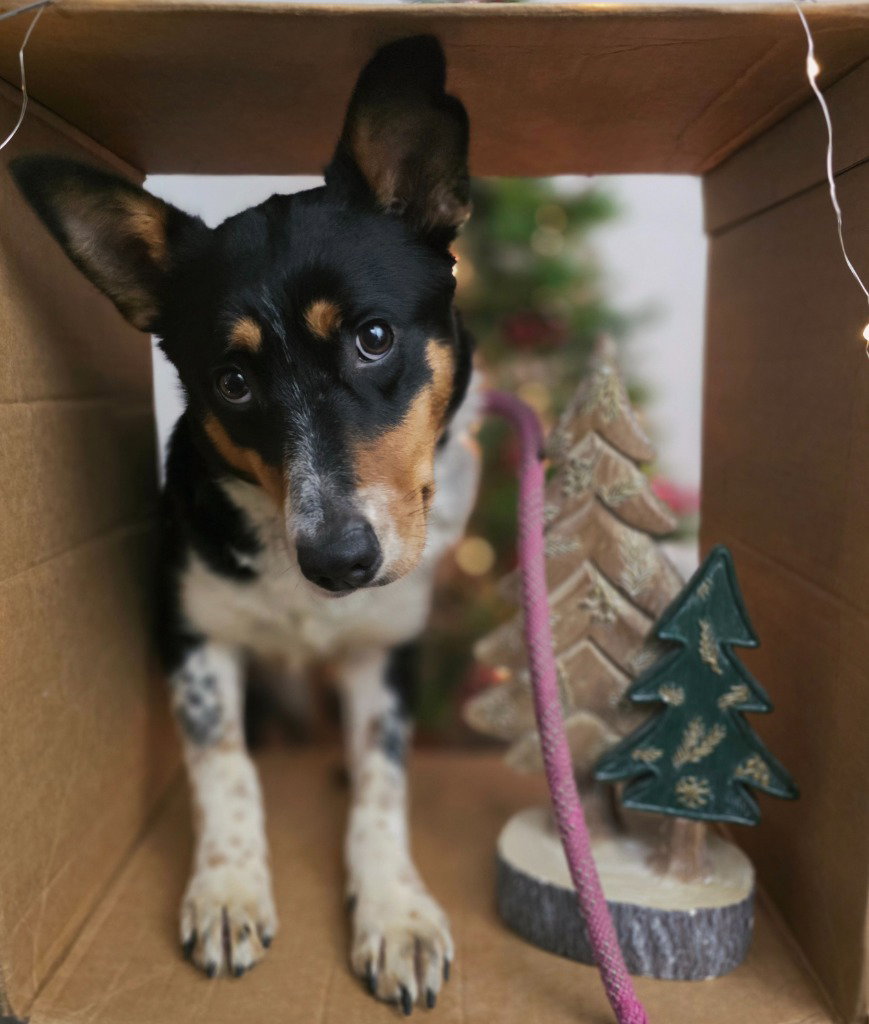Lexie Image