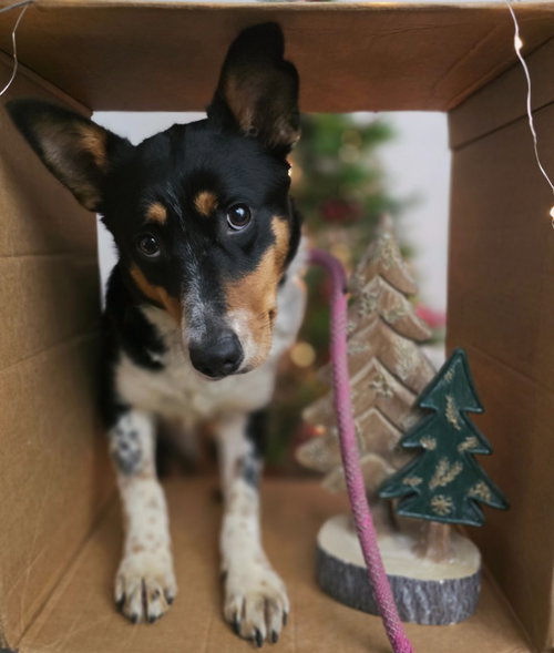LEXIE - Husky / Australian Cattle Dog/Blue Heeler available for adoption