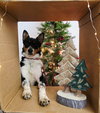 Lexie - Photo 2
