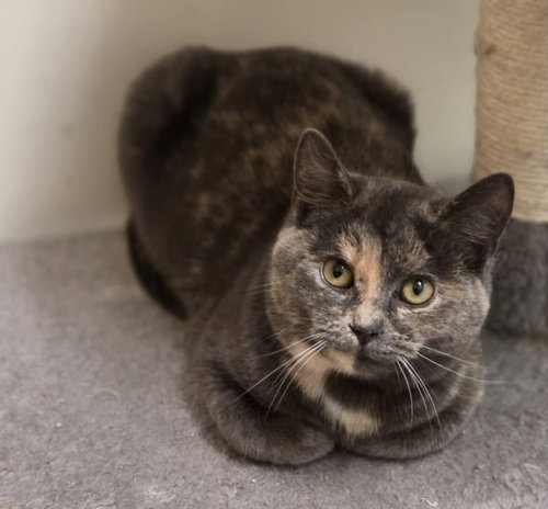 GWEN - Domestic Short Hair available for adoption