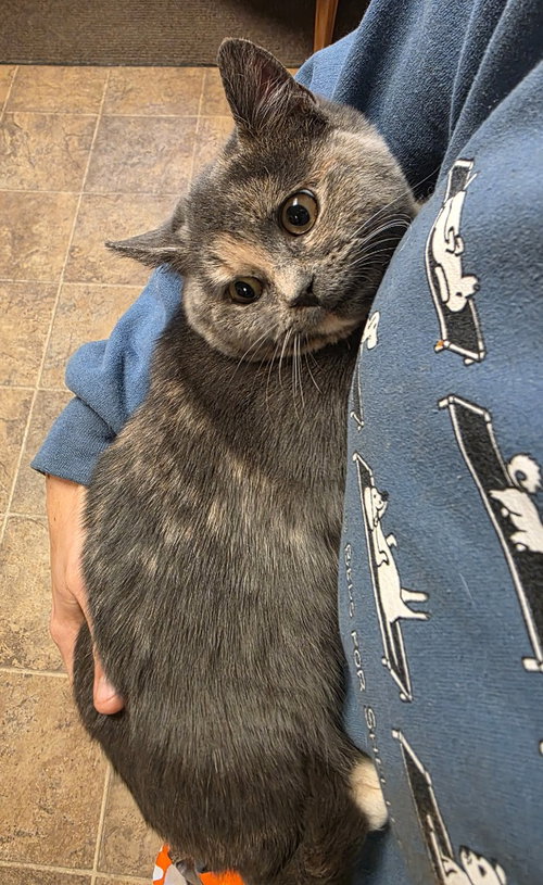 GWEN - Domestic Short Hair available for adoption
