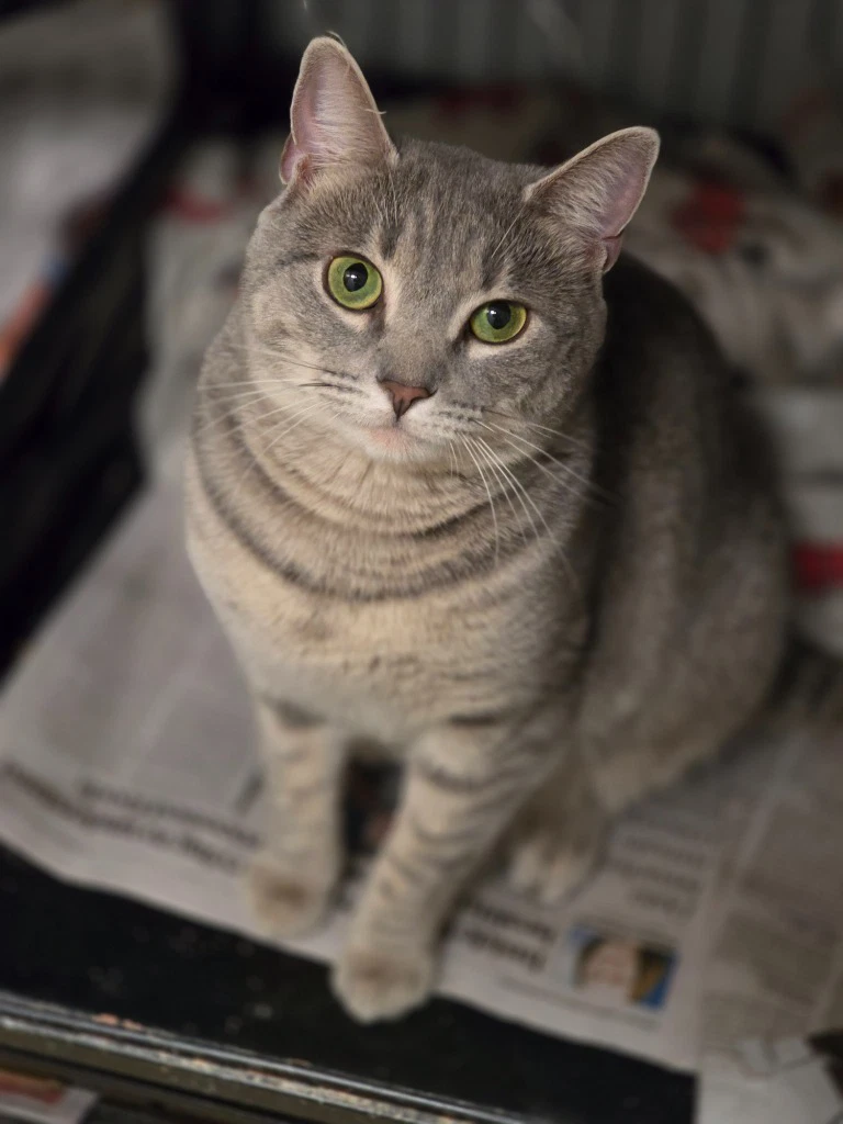 Pearla