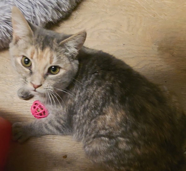 Gracie