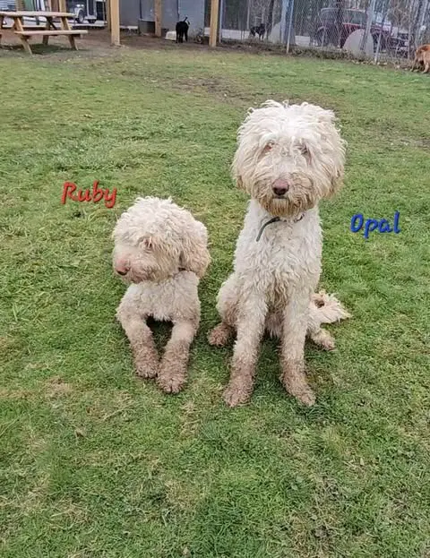 Ruby image 4