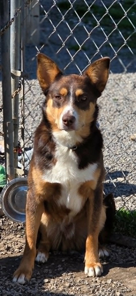 Ruby, photo 7