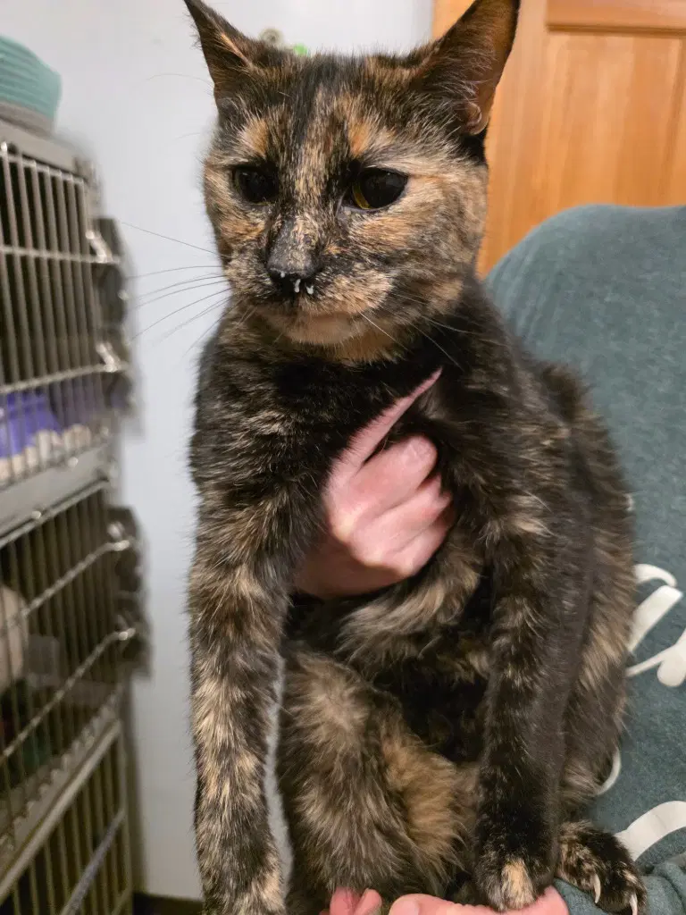 Lulu - Domestic Short Hair