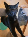 Toad - Photo 2