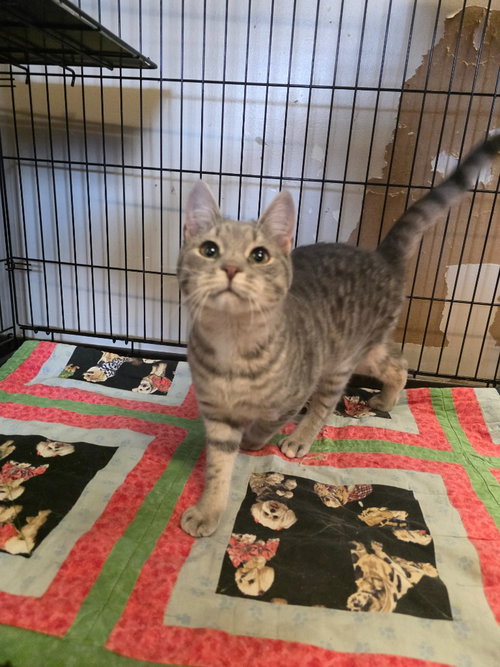 GHOST - Domestic Short Hair available for adoption
