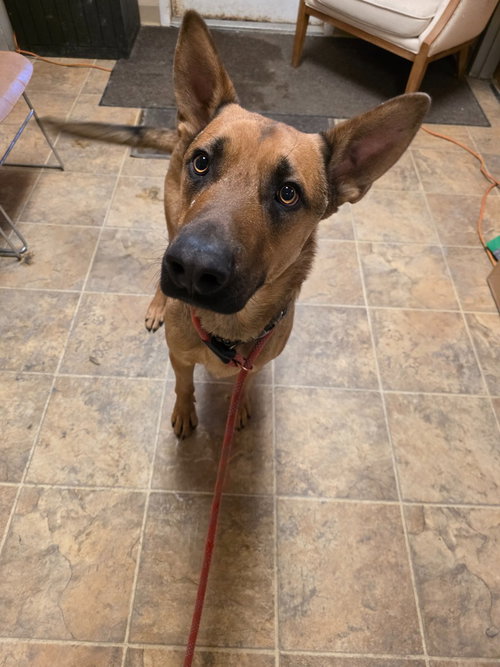 Maxwell, an adoptable Shepherd in 133 Hilltop Rd Sprakers NY 12166, NY