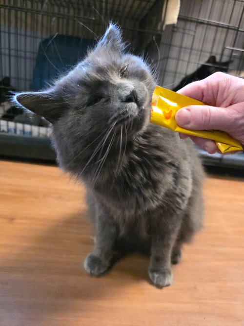 Link, an adoptable Domestic Long Hair in 133 Hilltop Rd Sprakers NY 12166, NY