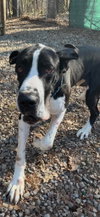 Jasper and Lainey - Photo 1
