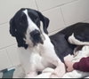Jasper and Lainey - Photo 2