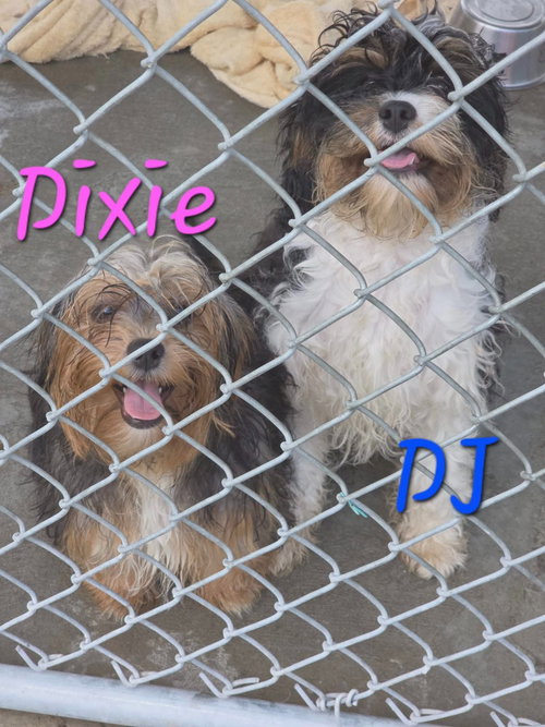 DJ