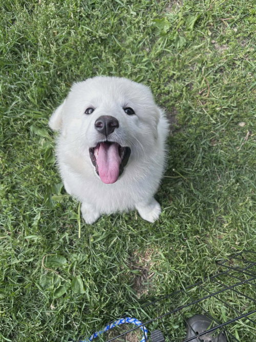 Fonzi, an adoptable Maremma Sheepdog in 133 Hilltop Rd Sprakers NY 12166, NY