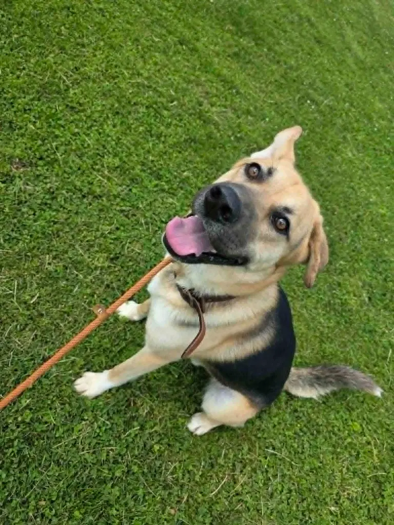 Marley - German Shepherd Dog