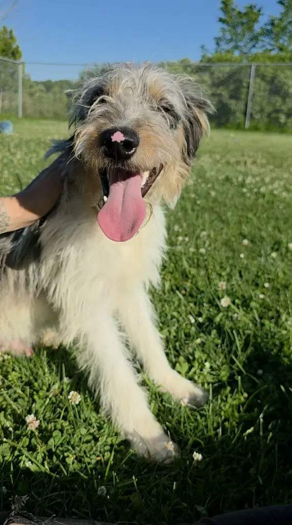 Peanut - Aussiedoodle