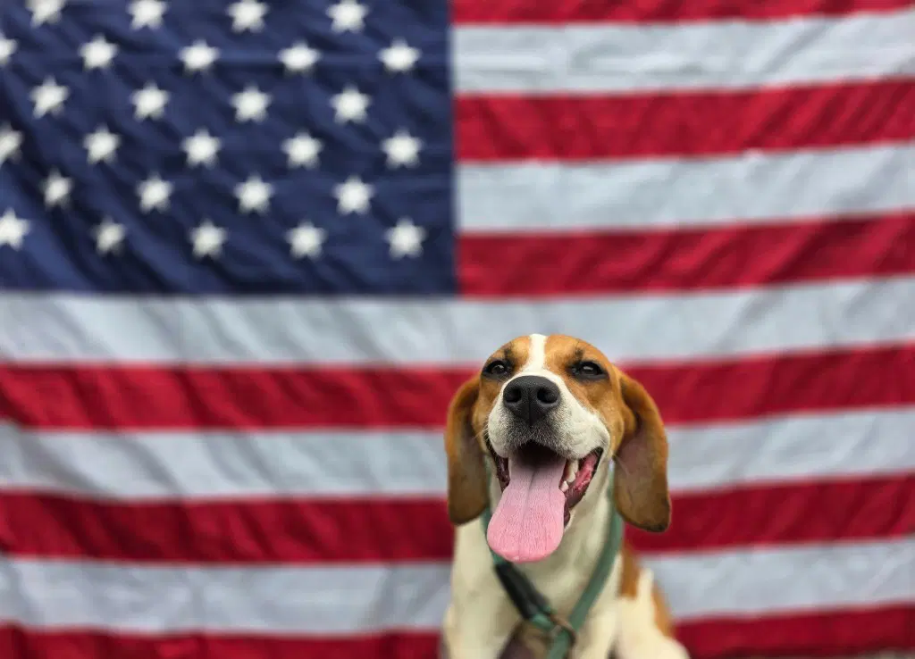 Val - Beagle