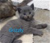 adoptable Cat in , IL named Grizzly