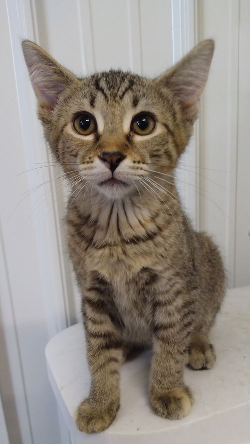 Cinnamon