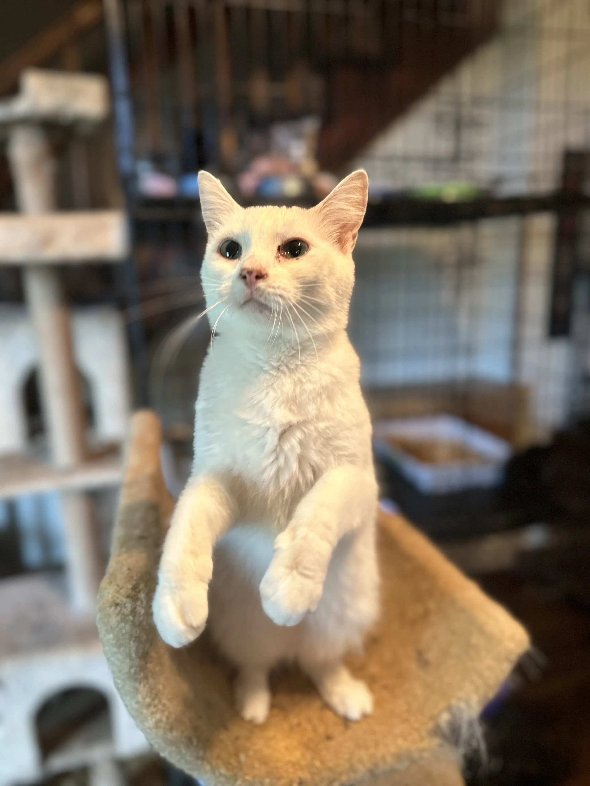 Snowball